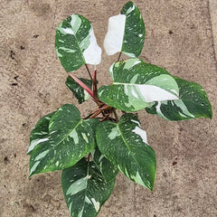 White Princess Philodendron 17cm Pot House Plant