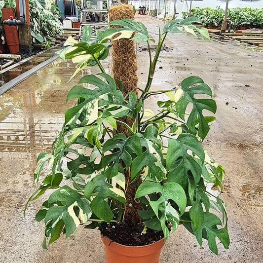 Variegated Raphidophora Tetrasperma On Mosspole 17cm Pot House Plant