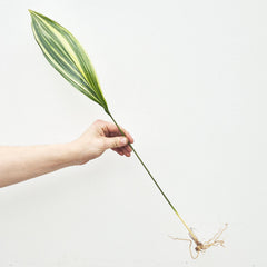 Variegated Aspidistra Rooted Cutting