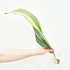 Variegated Aspidistra Rooted Cutting