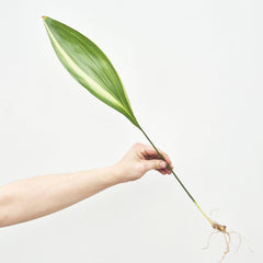 Variegated Aspidistra Rooted Cutting