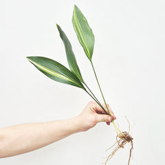 Variegated Aspidistra Rooted Cutting