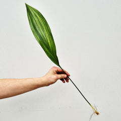 Variegated Aspidistra Rooted Cutting
