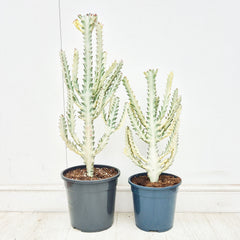 Euphorbia Lactea Ghost Cactus House Plant