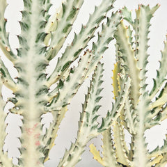 Euphorbia Lactea Ghost Cactus House Plant