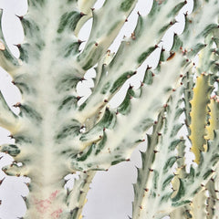 Euphorbia Lactea Ghost Cactus House Plant