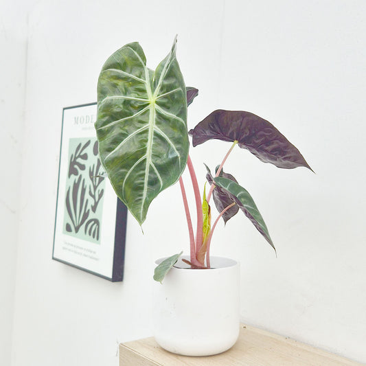 30 - 40cm Alocasia Pink Dragon House Plant 12cm Pot