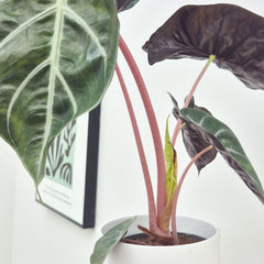 30 - 40cm Alocasia Pink Dragon House Plant 12cm Pot