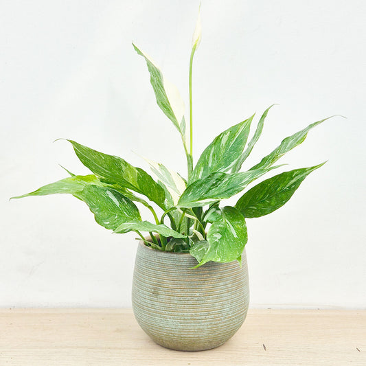 20 - 30cm Spathiphyllum Diamond House Plant 10cm Pot