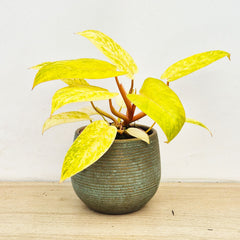 20 - 30cm Philodendron Painted Lady House Plant 12cm Pot