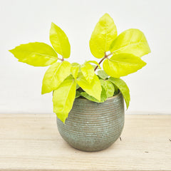15 - 20cm Golden Schefflera House Plant 12cm Pot
