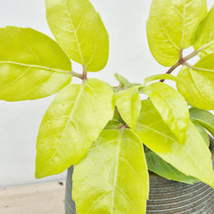15 - 20cm Golden Schefflera House Plant 12cm Pot