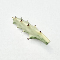 Euphorbia Lactea Ghost Cactus Cuttings