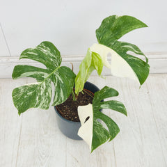 40 - 50cm Variegated Monstera Albo 17cm Pot House Plant (Choose Your Own)