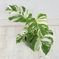 40 - 50cm Variegated Monstera Albo 17cm Pot House Plant (Choose Your Own)