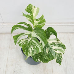 40 - 50cm Variegated Monstera Albo 17cm Pot House Plant (Choose Your Own)