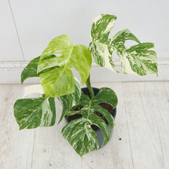 40 - 50cm Variegated Monstera Albo 17cm Pot House Plant (Choose Your Own)