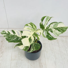 40 - 50cm Variegated Monstera Albo 17cm Pot House Plant (Choose Your Own)