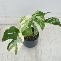 40 - 50cm Variegated Monstera Albo 17cm Pot House Plant (Choose Your Own)