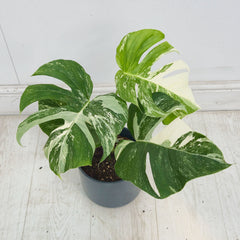 40 - 50cm Variegated Monstera Albo 17cm Pot House Plant (Choose Your Own)