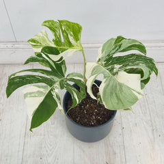 40 - 50cm Variegated Monstera Albo 17cm Pot House Plant (Choose Your Own)