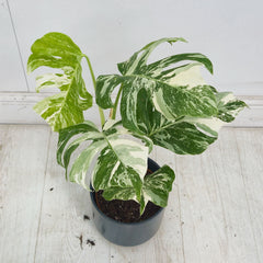 40 - 50cm Variegated Monstera Albo 17cm Pot House Plant (Choose Your Own)