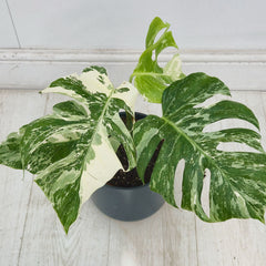 40 - 50cm Variegated Monstera Albo 17cm Pot House Plant (Choose Your Own)