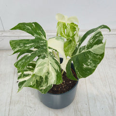 40 - 50cm Variegated Monstera Albo 17cm Pot House Plant (Choose Your Own)