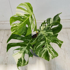 40 - 50cm Variegated Monstera Albo 17cm Pot House Plant (Choose Your Own)