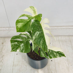 40 - 50cm Variegated Monstera Albo 17cm Pot House Plant (Choose Your Own)