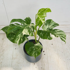 40 - 50cm Variegated Monstera Albo 17cm Pot House Plant (Choose Your Own)