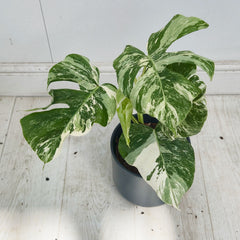 40 - 50cm Variegated Monstera Albo 17cm Pot House Plant (Choose Your Own)