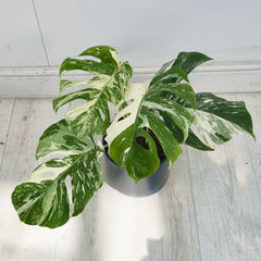 40 - 50cm Variegated Monstera Albo 17cm Pot House Plant (Choose Your Own)