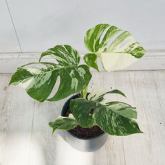 40 - 50cm Variegated Monstera Albo 17cm Pot House Plant (Choose Your Own)