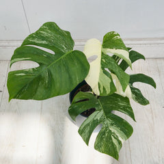 40 - 50cm Variegated Monstera Albo 17cm Pot House Plant (Choose Your Own)