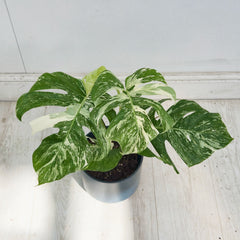 40 - 50cm Variegated Monstera Albo 17cm Pot House Plant (Choose Your Own)