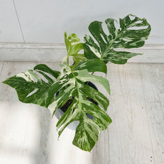 40 - 50cm Variegated Monstera Albo 17cm Pot House Plant (Choose Your Own)