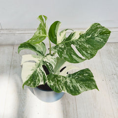 40 - 50cm Variegated Monstera Albo 17cm Pot House Plant (Choose Your Own)