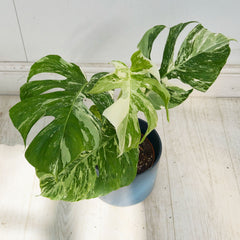40 - 50cm Variegated Monstera Albo 17cm Pot House Plant (Choose Your Own)