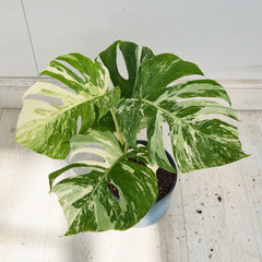 40 - 50cm Variegated Monstera Albo 17cm Pot House Plant (Choose Your Own)
