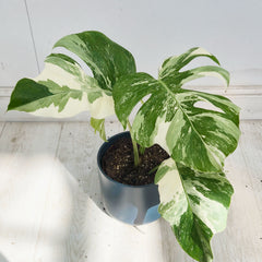 40 - 50cm Variegated Monstera Albo 17cm Pot House Plant (Choose Your Own)