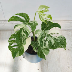40 - 50cm Variegated Monstera Albo 17cm Pot House Plant (Choose Your Own)