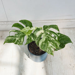40 - 50cm Variegated Monstera Albo 17cm Pot House Plant (Choose Your Own)