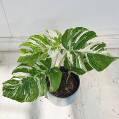 40 - 50cm Variegated Monstera Albo 17cm Pot House Plant (Choose Your Own)