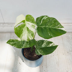 40 - 50cm Variegated Monstera Albo 17cm Pot House Plant (Choose Your Own)