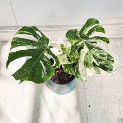 40 - 50cm Variegated Monstera Albo 17cm Pot House Plant (Choose Your Own)