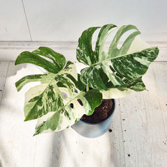 40 - 50cm Variegated Monstera Albo 17cm Pot House Plant (Choose Your Own)