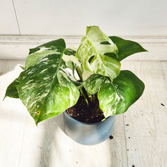 40 - 50cm Variegated Monstera Albo 17cm Pot House Plant (Choose Your Own)