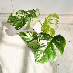 40 - 50cm Variegated Monstera Albo 17cm Pot House Plant (Choose Your Own)