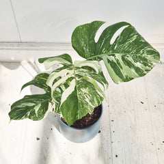 40 - 50cm Variegated Monstera Albo 17cm Pot House Plant (Choose Your Own)